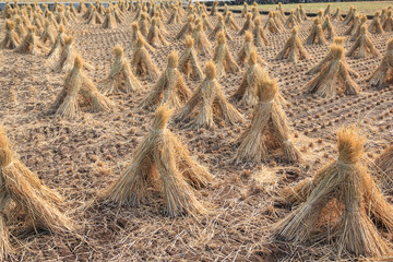 稲藁　秋イメージ