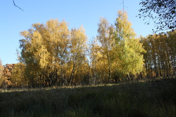 yellow trees in autumn