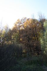 Fototapeta premium Autumn trees in a park in Russia