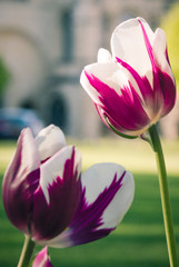 Tulipanes purpura y blanco