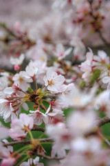 桜の花　春イメージ