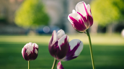 Tulipanes purpura y blanco