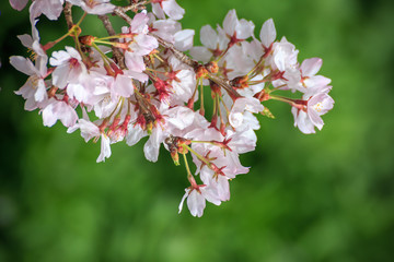桜の花　春イメージ
