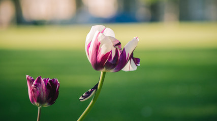 Tulipan purpura y blanco