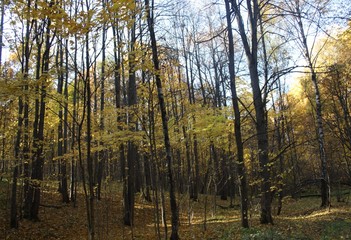 Autumn trees in a park in Russia