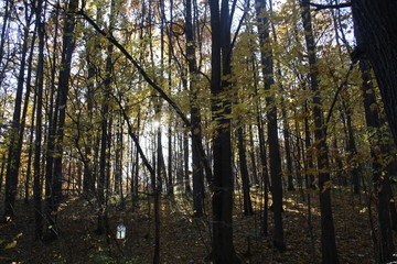 Autumn trees in a park in Russia