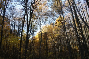 Autumn trees in a park in Russia