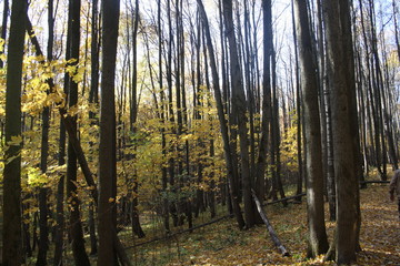 Obraz premium Autumn trees in a park in Russia