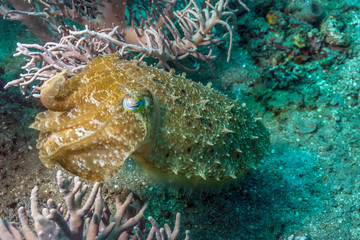 Cuttlefish underwater off the coast of Bali Indonesia