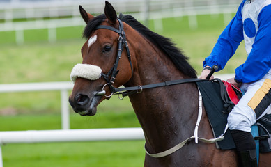 Race horse and jockey on the race track