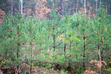 młody las sosnowy choinki