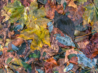 autumn leaves after rain