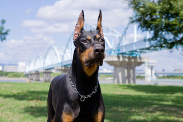 ドーベルマン　Dobermann