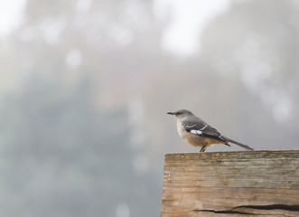 Northern Mockingbird perched on a rustic wooden fence