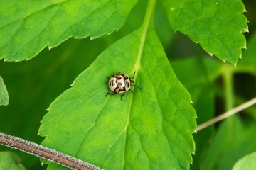 Twice Stabbed Stink Bug Nymph on Leaf