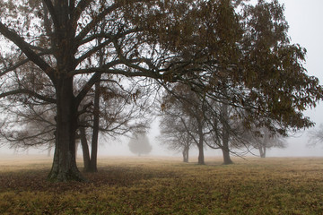 Obraz premium Foggy morning meadow with oak trees in autumn