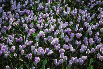 Fototapeta premium Crocus Pickwick grown in the park. Spring time in Netherlands. 
