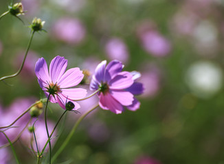 コスモス畑　秋イメージ
