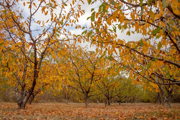 Fruit trees with colorful autumn foliage in the garden. Dry grass with fallen dry leaves