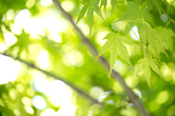 Fototapeta na wymiar 緑のモミジ　初夏イメージ