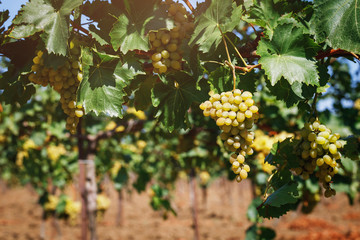 Ripe grapes on the plantation