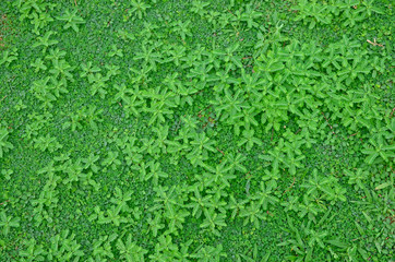 beautiful background natural green grass