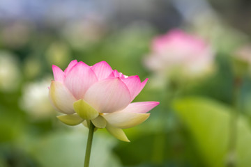 蓮の花　初夏イメージ