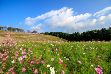 コスモス畑　秋イメージ