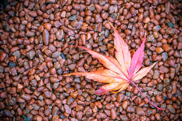 紅葉　秋イメージ