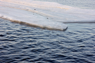spring ice floes floating on the river