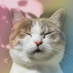 Sitting domestic cat sleeping in the sun.