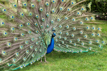A Peacock in Holland Park in London, England