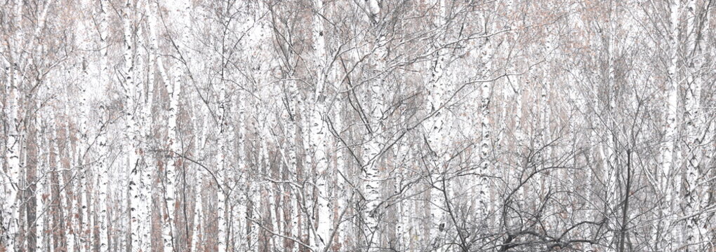 Fototapeta beautiful scene with birches in autumn birch forest in november among other birches in birch grove