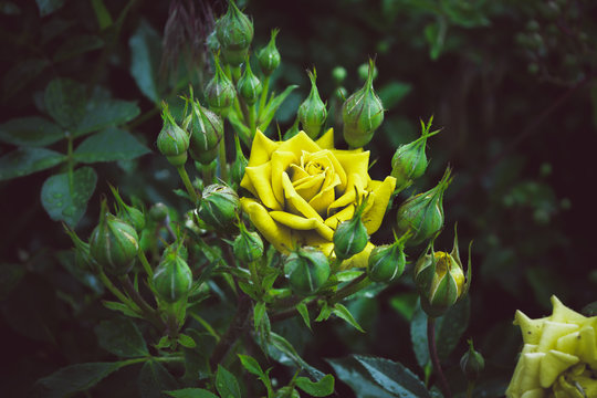 Flowes by 2015