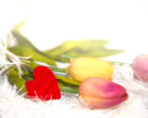 colorful tulips and red heart on white background
