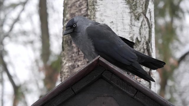 Jackdaw sits on the trough in winter.