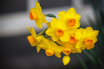 Fototapeta premium 水仙の花