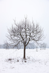 Fototapeta na wymiar Winterlandschaft mit Baum 