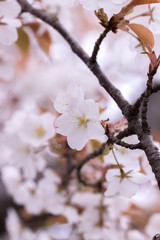 桜の花　春イメージ