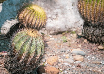 Golden Barrel Cactus(Echinocactus grusonii) in a dryland garden background, close up