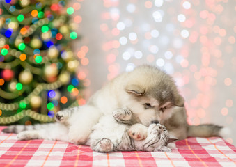 Fototapeta na wymiar Playful puppy hugs the cat on a background of the Christmas tree