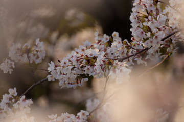 桜の花　春イメージ