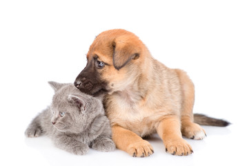 puppy and little kitten lying together and looking away. isolated on white background