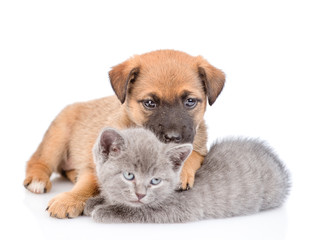 Mongrel puppy hugging kitten and looking at camera. Isolated on white background