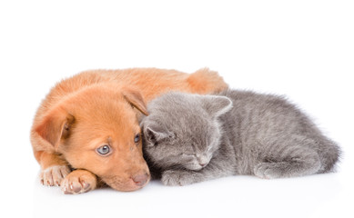 Sad mongrel puppy and little sleepy kitten lying together. isolated on white background