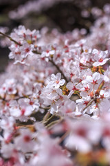 桜の花　春のイメージ