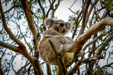 coala in tree