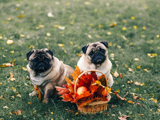 the photo shows two pug with an autumn bouquet