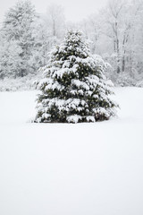 Snow covered decorated evergreen tree