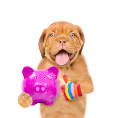 Funny puppy is holding a piggy bank in the paws and showing thumbs up. isolated on white background